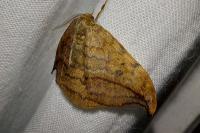 Drepana falcataria