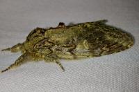 Peridea anceps