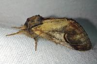 Notodonta ziczac