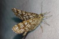 Chiasmia clathrata