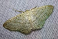 Idaea subsericeata