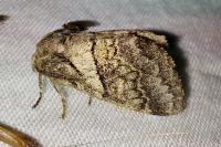 Gluphisia crenata