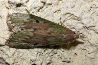 Aphomia sociella