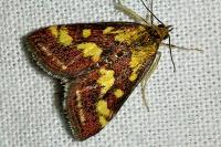 Pyrausta purpuralis