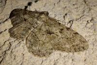 Peribatodes rhomboidaria