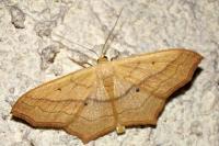 Scopula imitaria
