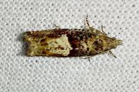 Pammene albuginana