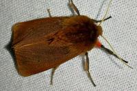 Phragmatobia fuliginosa