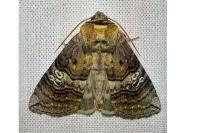 Tethea ocularis