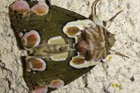 Thyatira batis