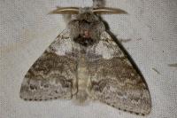 Calliteara pudibunda