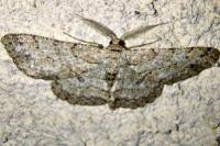 Hypomecis punctinalis