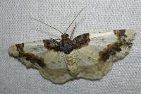 Ligdia adustata