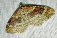 Xanthorhoe spadicearia