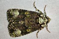 Craniophora ligustri