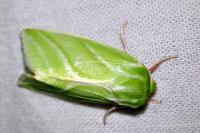 Pseudoips prasinanus