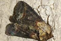 Abrostola triplasia