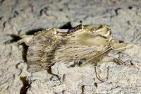 Pterostoma palpina