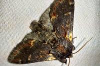 Notodonta dromedarius