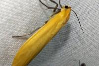 Wittia sororcula