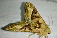 Phlogophora meticulosa