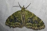 Acasis viretata