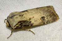 Agrotis puta