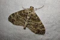 Lobophora halterata