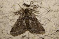 Lycia hirtaria