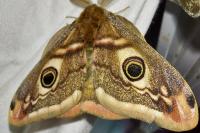 Saturnia pavonia