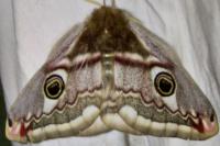 Saturnia pavonia