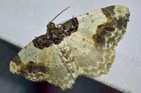 Ligdia adustata
