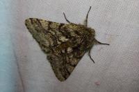 Lycia hirtaria