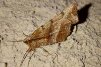 Selenia dentaria