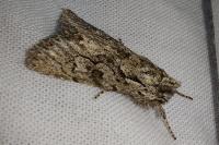 Xylocampa areola