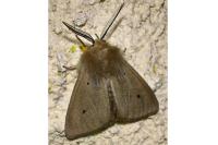 Diaphora mendica