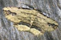 Menophra abruptaria