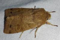 Anorthoa munda