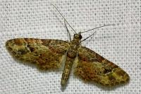 Gymnoscelis rufifasciata