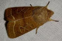 Orthosia cerasi