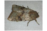 Orthosia incerta