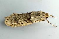 Diurnea fagella