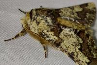 Biston strataria