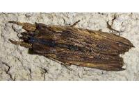 Lithophane semibrunnea