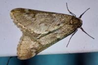 Alsophila aescularia