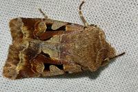 Orthosia gothica