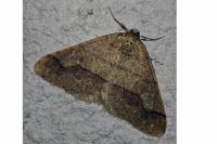 Phigaliohybernia marginaria