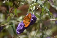 Argynnis paphia