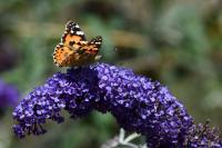 Vanessa cardui