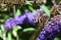 Vanessa atalanta